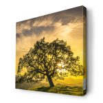 لوحة جدارية قماش كانفس باطار خشبي داخلي بتصميم شجره الغروب
